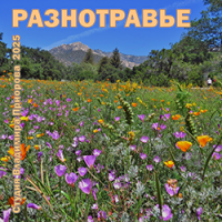 разнотравье_ик